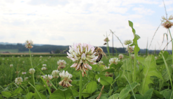 Bauern und Imker stossen auf erfolgreiches Bienenprojekt an, Biene auf der Wiese